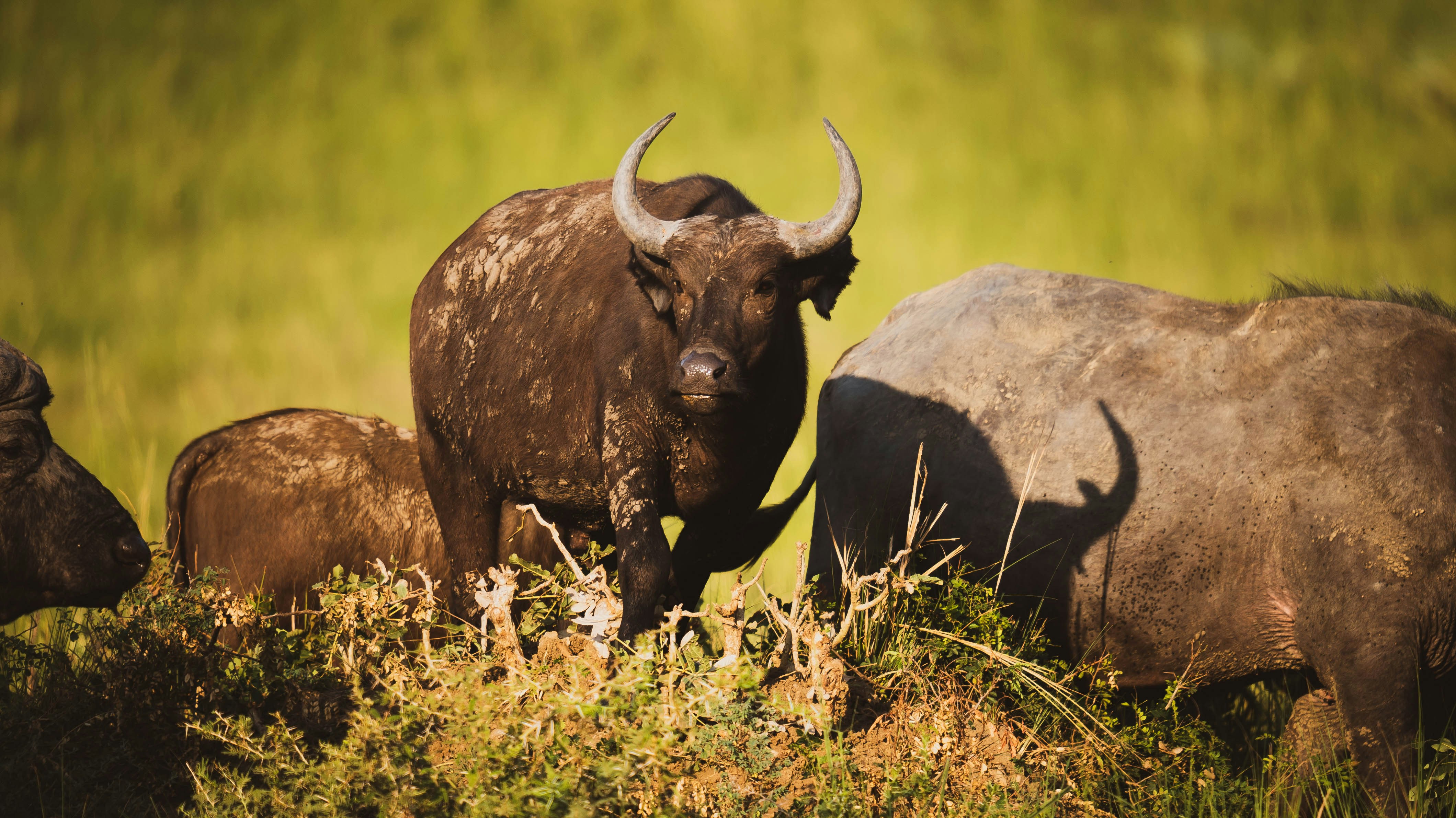 Murchison Falls