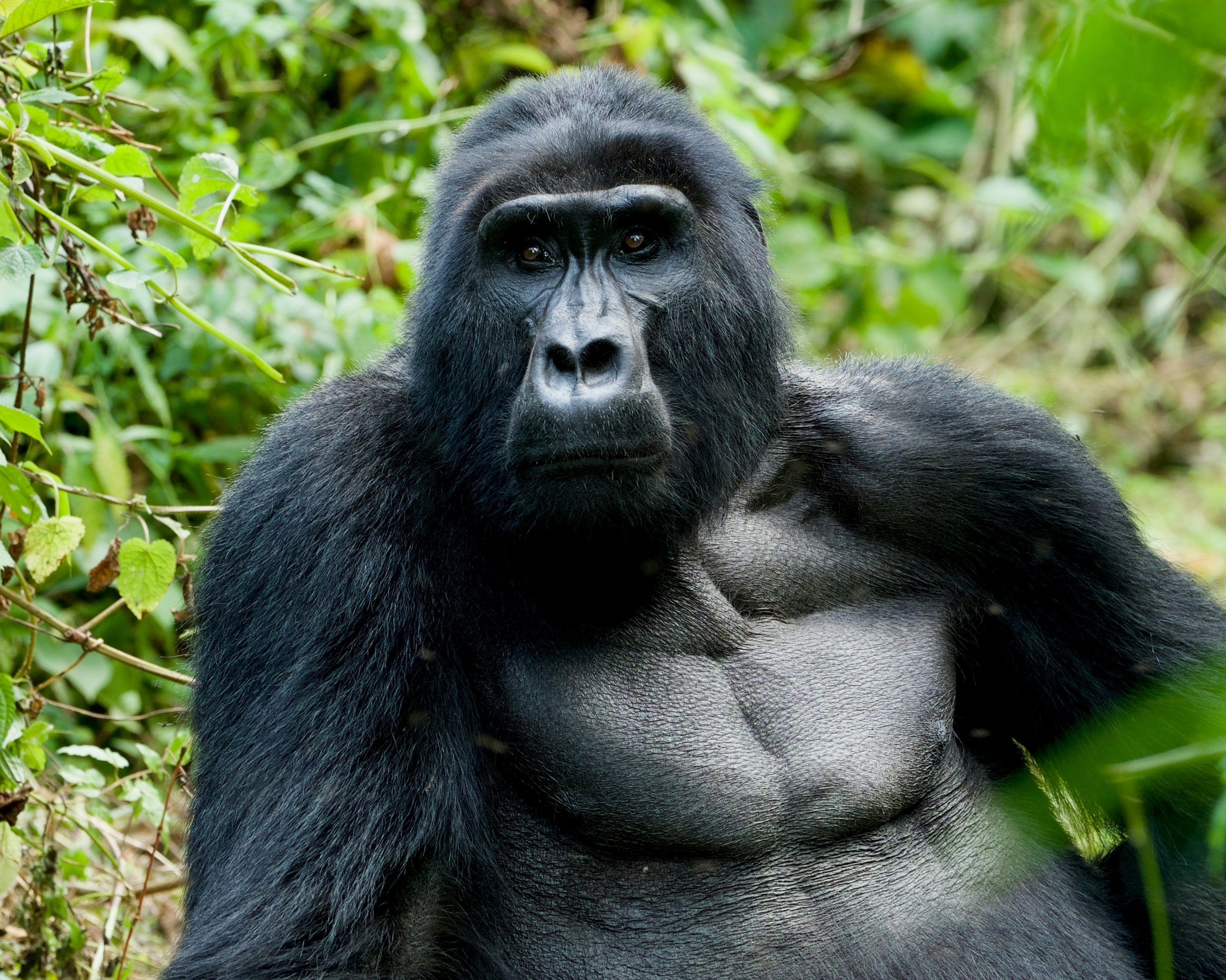 Bwindi Impenetrable Forest